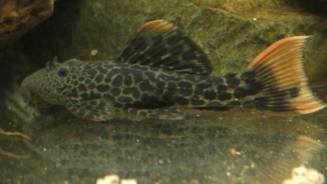 L600 Pseudacanthicus Leopardus