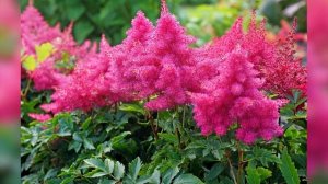 Астильба – посадка и уход в открытом грунте