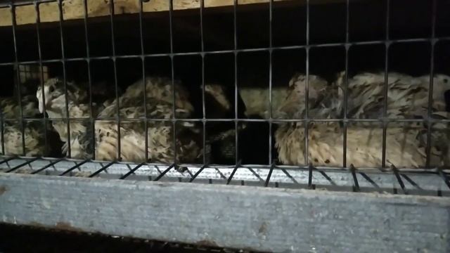 ПЕРЕПЕЛА ЗОЛОТИСТЫЙ ФЕНИКС. 6 МЕСЯЦЕВ СПУСТЯ ... смотреть онлайн