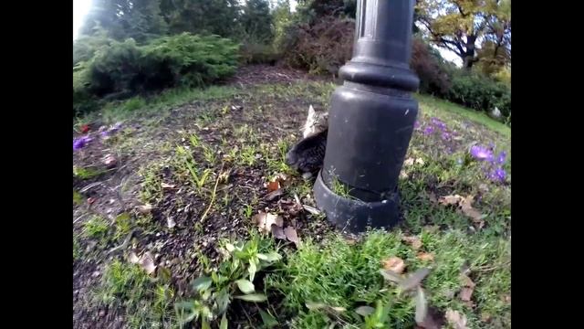 狐 Vlog. Латвия. Рига. Старый город, Lido, День закрытых дверей. 狐 смотреть онлайн