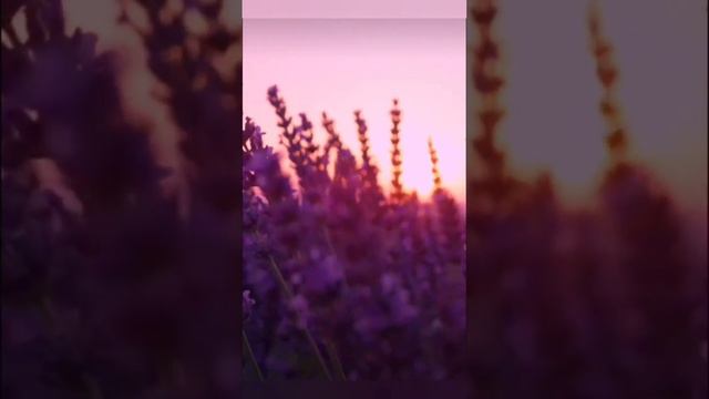 лавандовое поле #эстетика #love #music #meditation #relax #relaxingmusic #sleep #поле #лаванда смотреть онлайн