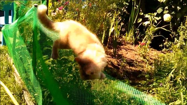 Рыжий котенок Видео Для Детей Котенок на заборе смотреть онлайн