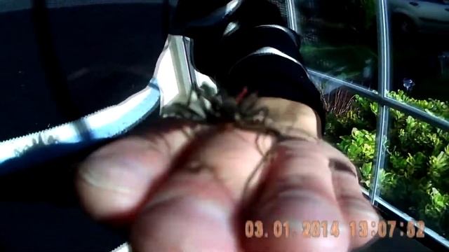 STICK INSECT, PERUPHASMA SCHULTEI, NYMPH, FROM PERU смотреть онлайн