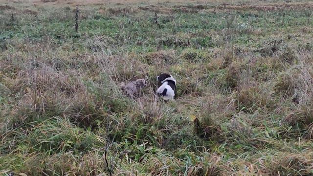 Опасный Енот)