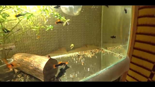 МОЛЛИНЕЗИЯ РАЗРОДИЛАСЬ В БАНКЕ!!! смотреть онлайн