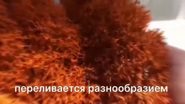 Стабилизированный мох| Медовый смотреть онлайн