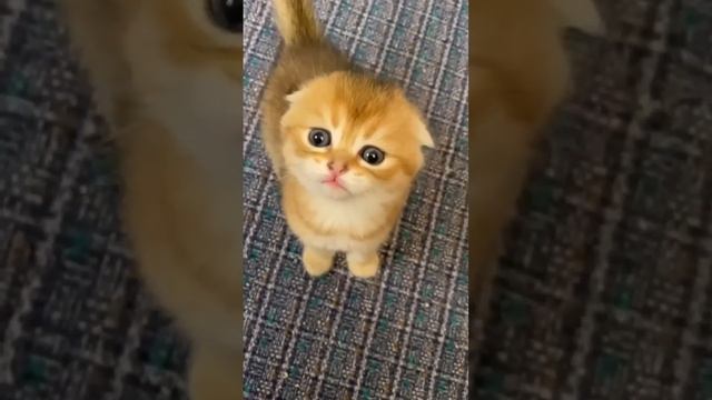 как тигр делает?? смотреть онлайн