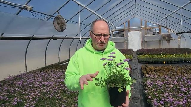 Scabiosa 'Butterfly Blue' at Prides Corner Farms смотреть онлайн