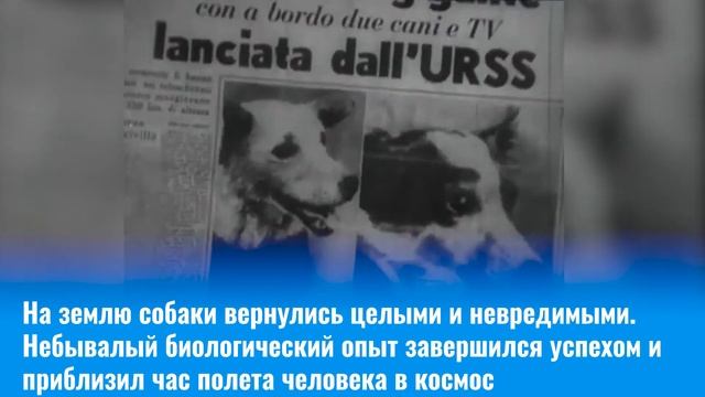 "БЕЛКА И СТРЕЛКА" - ПРЕЗЕНТАЦИЯ ПОЧТОВОЙ КАРТОЧКИ смотреть онлайн