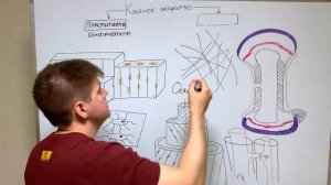 Гистология костной ткани / Остеон и организация костной ткани / Остеология