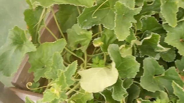 ?Мои дыни и арбузы на 6.09.23г.Я не расстроилась совсем. смотреть онлайн