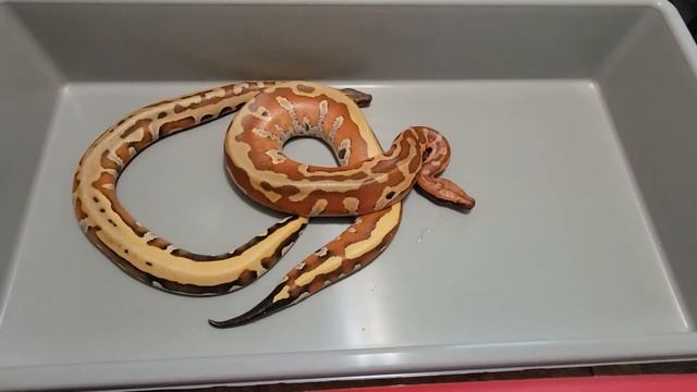 Blood Python Growth Comparison! смотреть онлайн