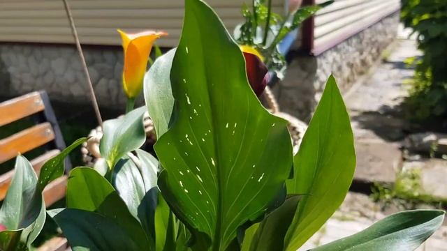 Каллы, лилии, клематис. Сад в июле. смотреть онлайн