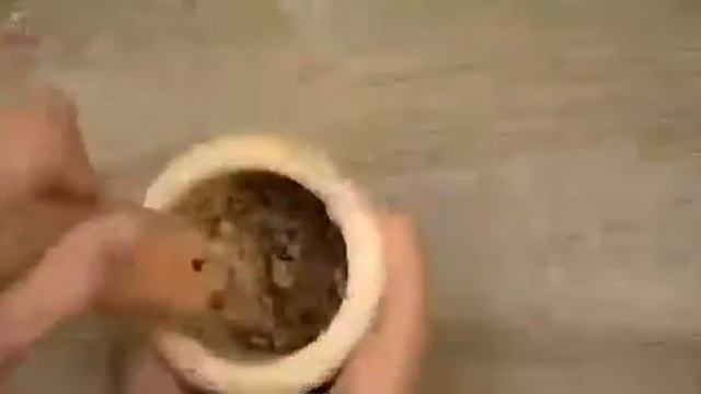 Что это арбузные косточки смотреть онлайн