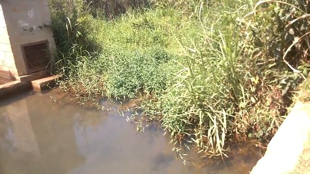 Soltura de Cágado Cabeça de Cobra (Hydromedusa tectifera) em um Curso de Água Próximo a Uma Reserva смотреть онлайн