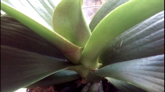 Орхидеи: Орхидея сбросила сразу все цветы.Причина найдена. смотреть онлайн