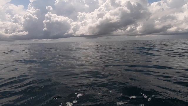 Local Reef Fish For Lunch | Spearfishing Gold Coast | Catch Fillet Cook | VLOG смотреть онлайн