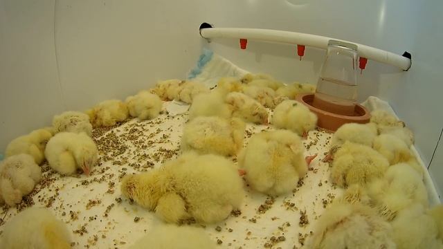 Dance of the little chickens смотреть онлайн