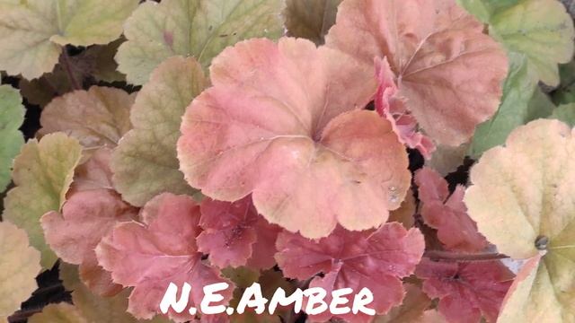Осенний окрас листьев гейхера сорт N.E.Amber ...моя любимая новиночка этого года смотреть онлайн
