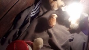 Кормление и пропой цыплят в первые сутки жизни