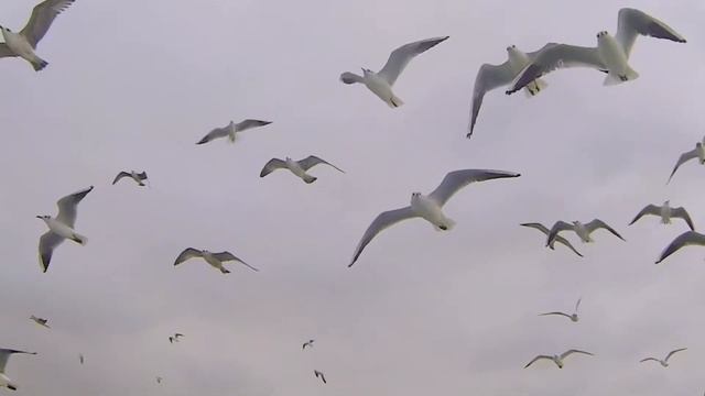 Красота полёта птиц. Красивая музыка. Музыка для души. смотреть онлайн
