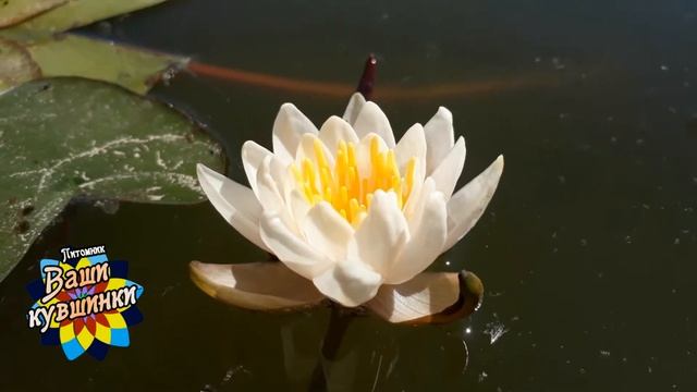 Нимфея Kaja white (Белая Кая)кувшинка, waterlily, водные растения, пруд смотреть онлайн