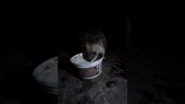 Домашний Еж . смотреть онлайн