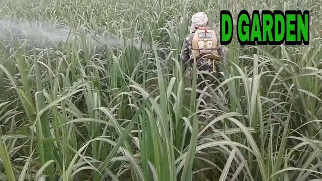 Coragen + 2,4-D spray in sugarcane.- Hindi смотреть онлайн