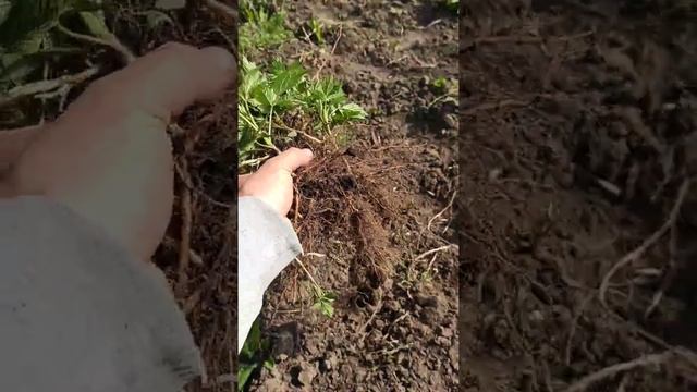 Один з найкращих і перспективних Сортів Малини Полана!! Особливо Заморозка На Ура!! смотреть онлайн