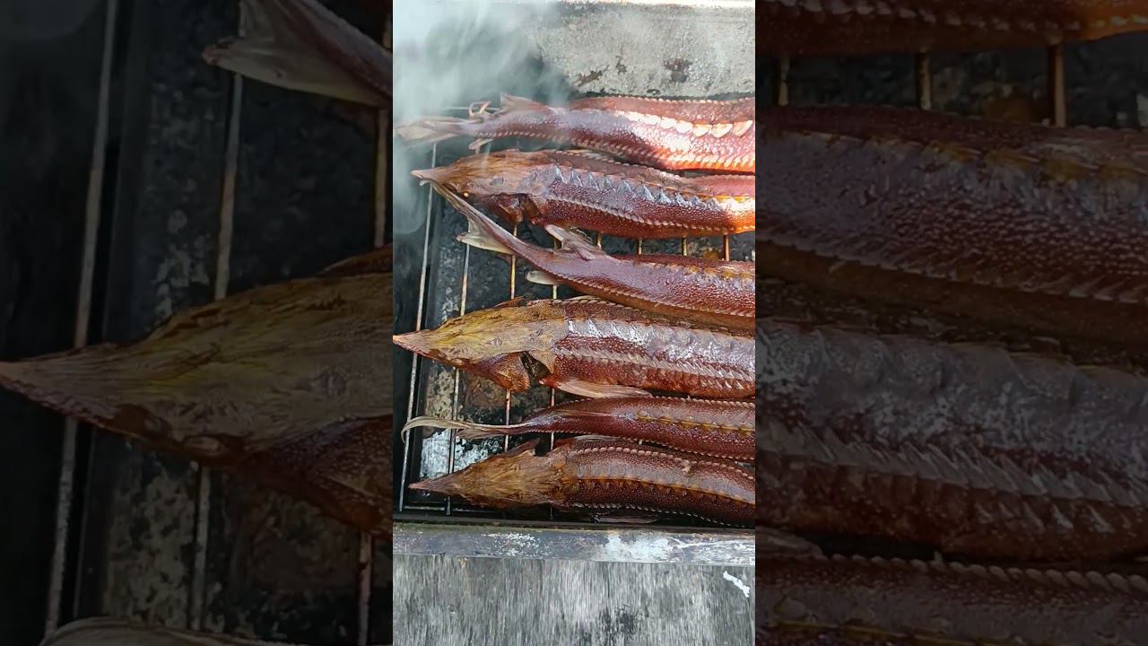 Стерлядь горячего копчения на рябине. смотреть онлайн