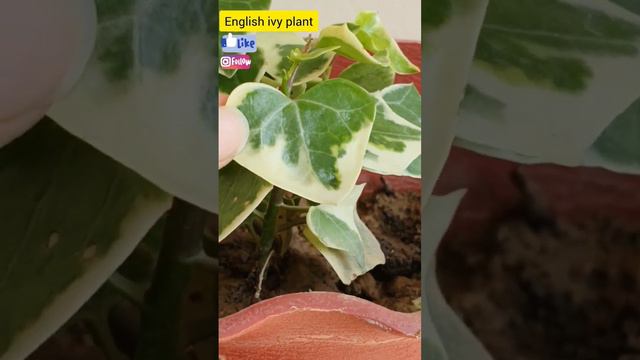English ivy hanging plant... смотреть онлайн