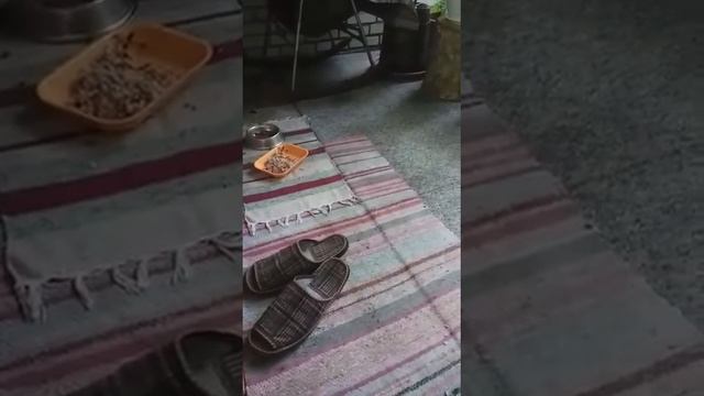 Свирепые ежи устроили драку за еду смотреть онлайн