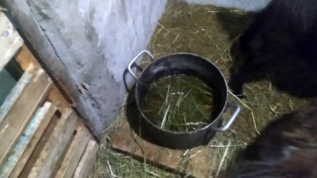 Временное жилье, козы довольны смотреть онлайн