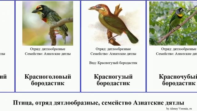 Птица, отряд дятлообразные, семейство Азиатские дятлы бородастик birds Синеухий Зеленоухий Unicorn смотреть онлайн