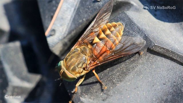 Слепни насекомые смотреть онлайн