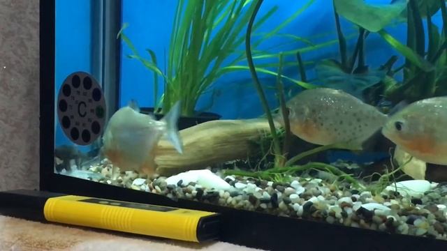 Африканские цихлиды к пираньям наттерера!! смотреть онлайн