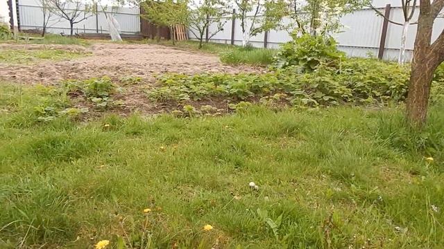 Выросли грибы возле дома! 12 мая!. смотреть онлайн