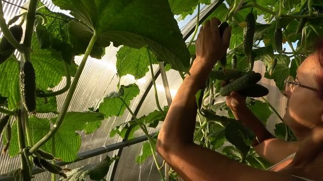 17 июля 2023 года Огурцы в теплице за неделю отсутствия. Реанимирую. смотреть онлайн