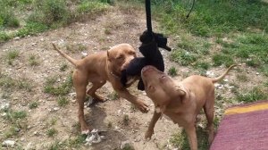 Тренировка Питбуля/ тренажёр для питбуля