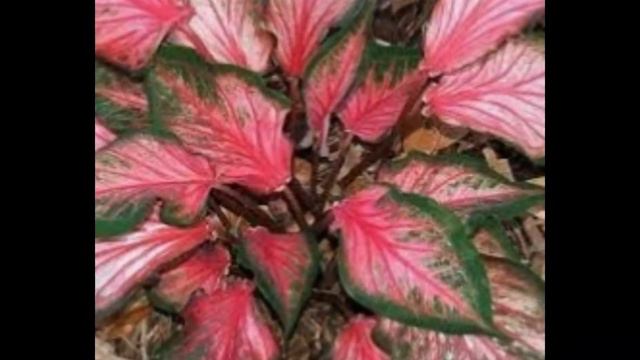 PINK CALADIUM VARITIES смотреть онлайн