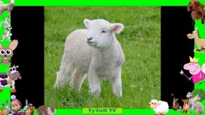 Домашние животные и их дети. Развивающий мультик про животных!