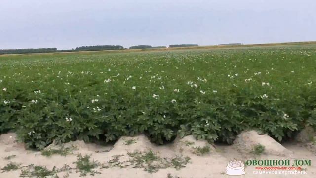 Цветение голландских сортов картофеля из машины смотреть онлайн
