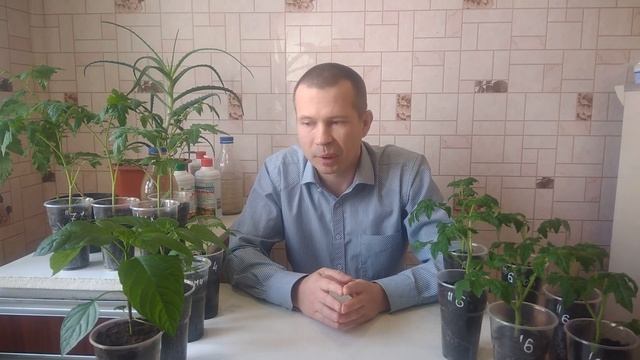 Подкормка рассады томатов.Чем и когда нужно подкормить рассаду томатов смотреть онлайн