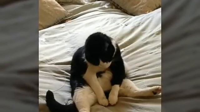 Фото смешных спящих котов и кошек смотреть онлайн