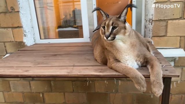 Big Floppa Protects His Mom : Caracal