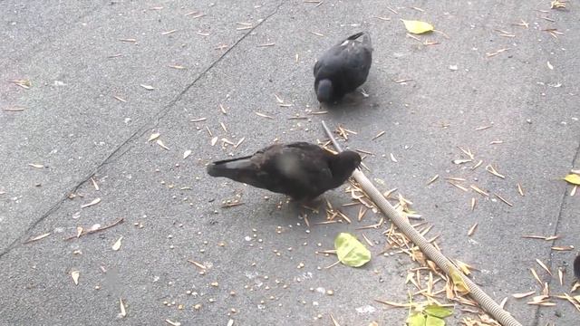 Голодный голубь отгоняет конкурента (Two hungry pigeons) смотреть онлайн