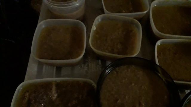 #холодец#горчица. ХОЛОДЕЦ из говядины.Горчица. Готовим дома. смотреть онлайн