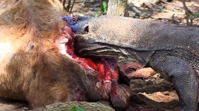 Komodo dragons attack and eat alive deer смотреть онлайн