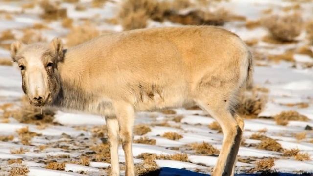 Сайгак - животные красной книги #26 смотреть онлайн