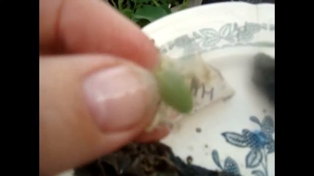 Эксперимент Как ускорить прорастание семян огурцов Отличный метод смотреть онлайн